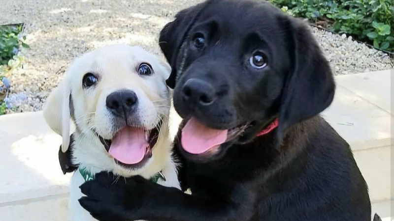 Hunde